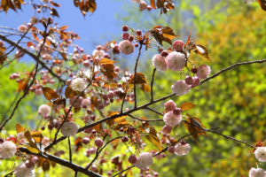 新緑と八重桜